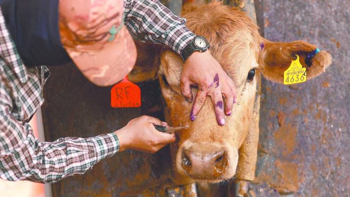 EU confirma que caso humano de gusano barrenador no representa riesgo para el ganado