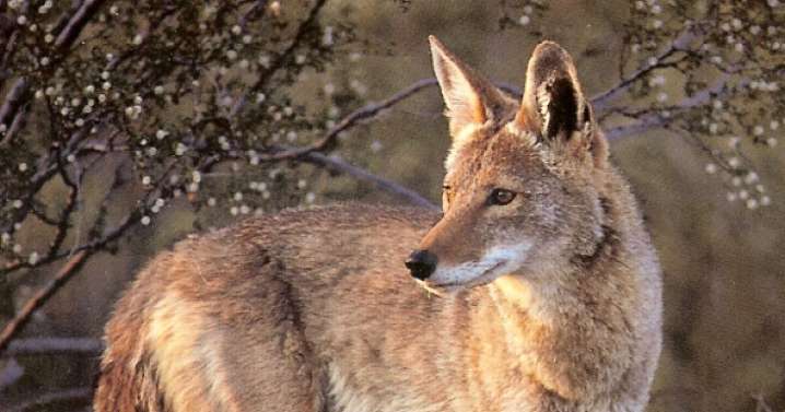 CPW hosting community meeting Monday amid rising number of coyote attacks on pets reported in Arvada since May