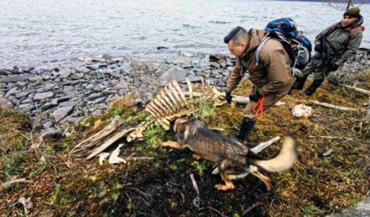 Gendarmería alertó sobre cuatreros y Chile desplegó operativo