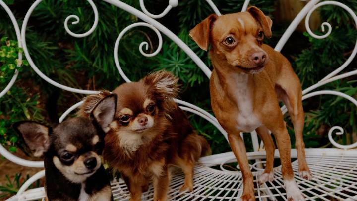 Mikey Madison Is a Proud Stage Mom to Chihuahuas Peaches, Birdie, and Jam