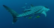4 out of 5 whale sharks have scars caused by human activity