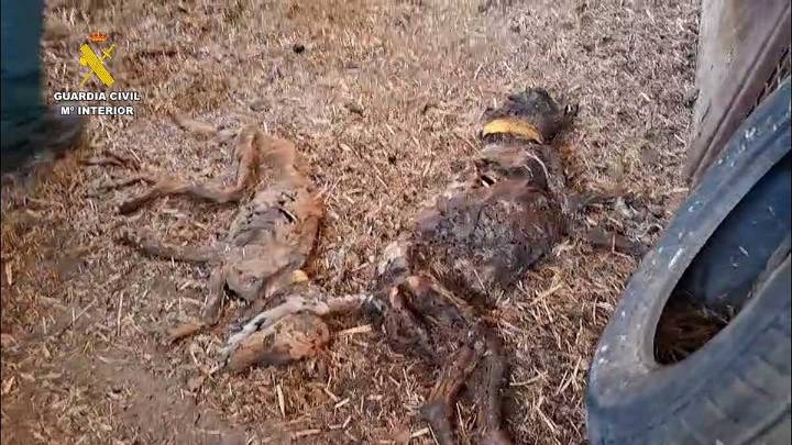 Hallan 32 perros muertos por inanición en una finca de Badajoz: investigan al dueño por abandono animal