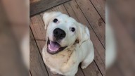 Georgia Family Leaves Pup At Shelter, But One Woman Sees Something They Didn’t