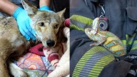 Rescatan a coyote atrapado en una fosa y a un camaleón en poste de luz en distintos puntos del AMG; descubre cómo lo hicieron