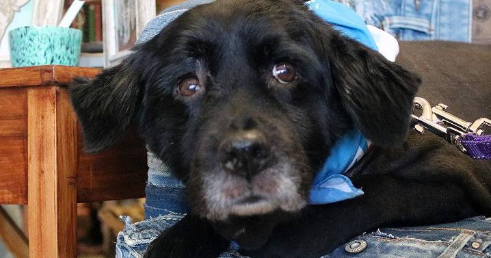 SAINT's senior dog adoption event a 'massive success'