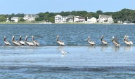 Tom Tatum Outdoors: The elegance of the once nearly extinct brown pelican