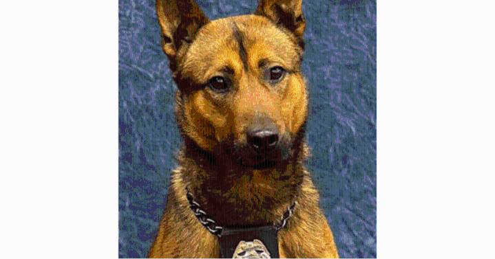 Shawnee police K9 stabbed while assisting with standoff call