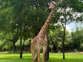 Nashville Zoo Mourns Loss of Beloved Giraffe Nasha