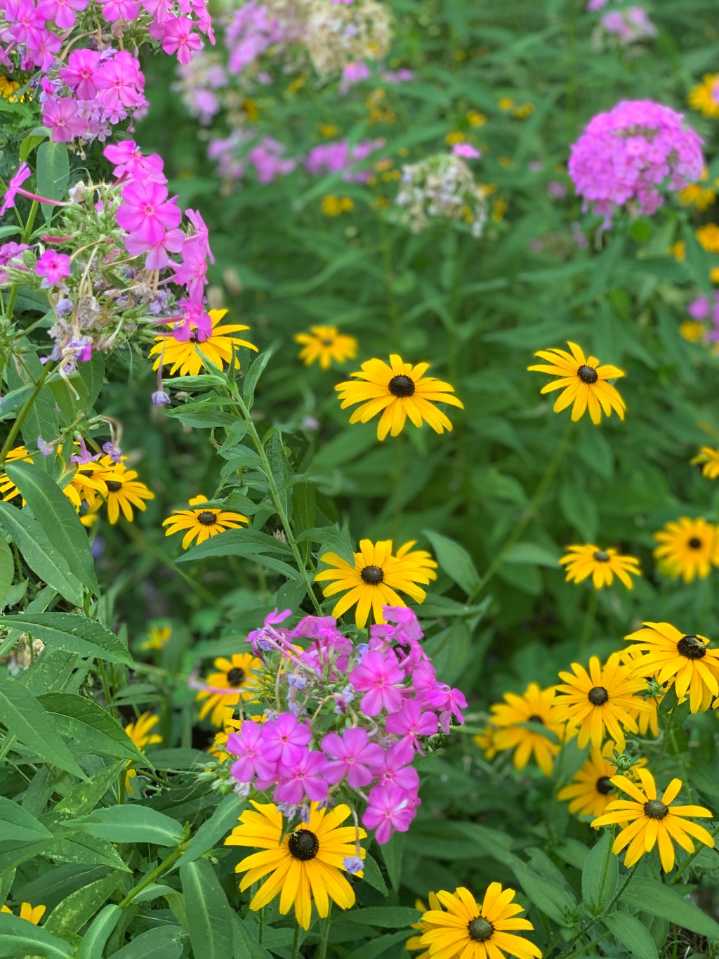 Outdoors column: Welcome additions to your late summer garden