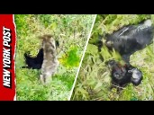 Drone operator rescues lost dog from brutal coyote attack