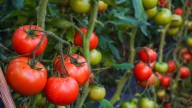 15 Varieties Of Tomato Plants You Can Be Growing In The Fall