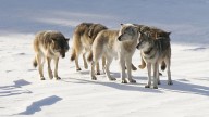 National Park Service kills Isle Royale wolf getting close to humans