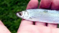 Las autoridades alertan a los pescadores: si capturas este pez y lo dejas ir vivo, te pueden multar con 10.000 €