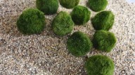 Marimo o musgo japonés: consejos clave para mantener perfecta la planta de moda que todos quieren tener