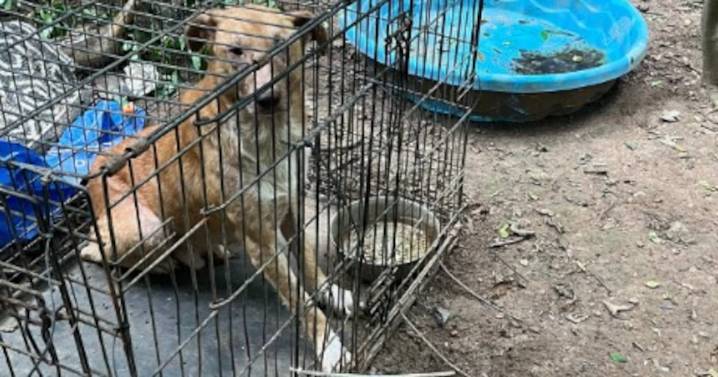 Investigators remove 32 dogs from North Georgia property in abuse probe