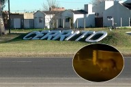 Apareció un carpincho caminando por las calles de Cerrito