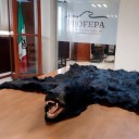 Decomisa Profepa piel de oso