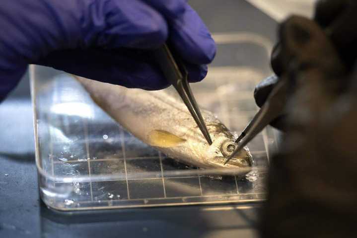 California farmers, anglers and researchers often clash over salmon. Science united them