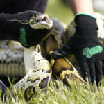 Robot rabbits the latest tool in Florida battle to control invasive Burmese pythons in Everglades