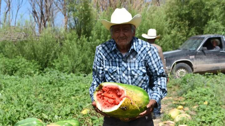 Productores de Valle de Zaragoza salvaron la sandía con el método lápiz; se cosecharon casi 200 hectáreas
