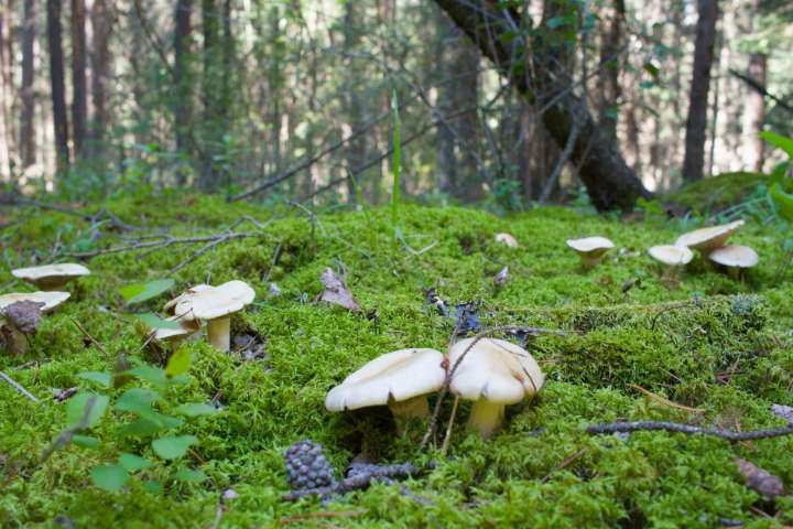 Just add water: Rainy summer leads fungi to thrive in Bow Valley