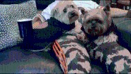 Owner of 2 dogs mauled to death in Chicago suburb recounts attack