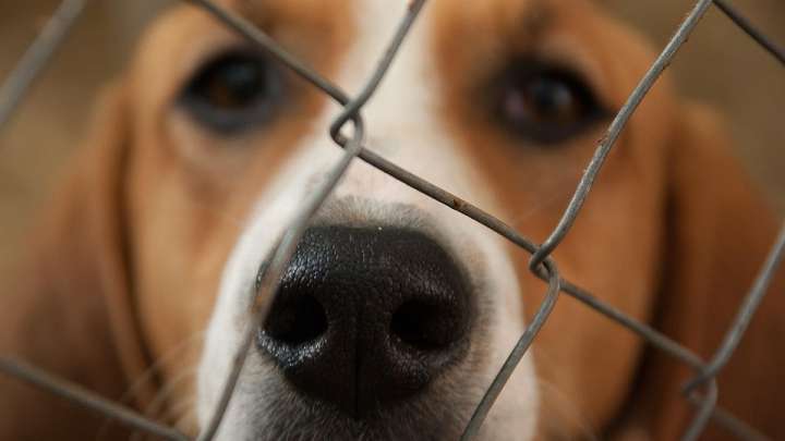 Choque en Fornells por el estado de dos perros: la protectora de Maó acusa inacción y el Ayuntamiento defiende que cumplen la normativa