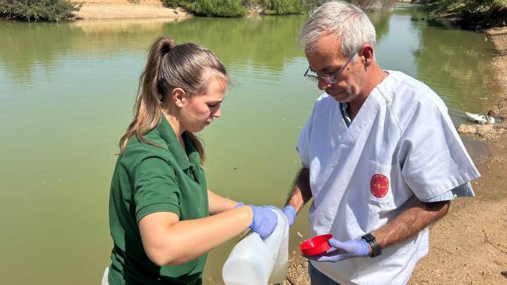 Aumenta la alerta: aumentan las muertes de gansos en un parque sevillano y se prolonga su cierre