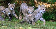 Camera catches cute three-month-old cheetah cubs playing outside