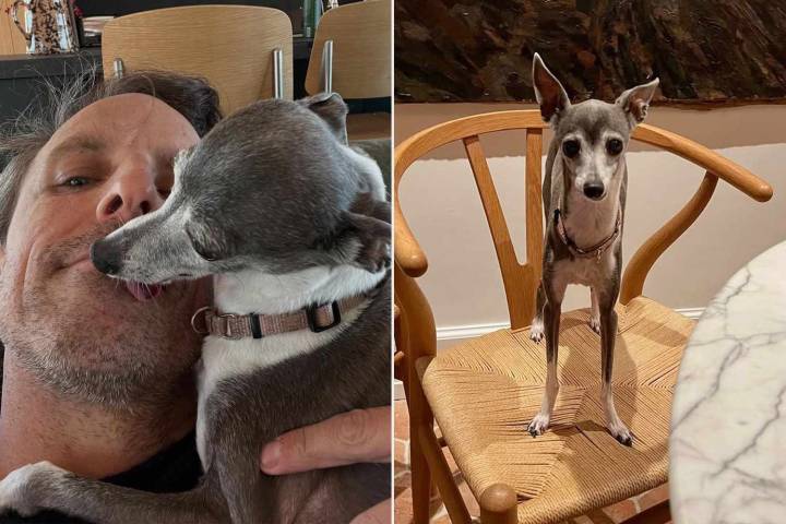 Seth Meyers' Dog Frisbee, and Andy Samberg's Nemesis, Dies at 14