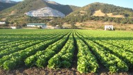 Reducen superficie de siembra de hortalizas