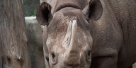 Potter Park Zoo’s rhino is in critical condition, officials say