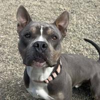 CAPA Pet of the Week: Pappas