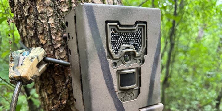 Snapshot Wisconsin trail cameras capture over 100 million wildlife photos