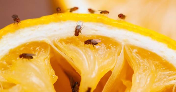 How to 'instantly' kill fruit flies using items you already have in your kitchen