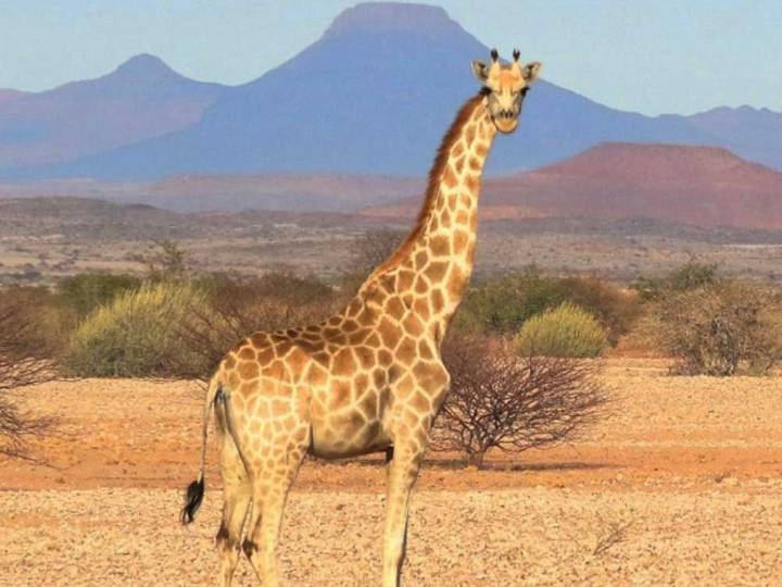How many giraffe species are in Africa?