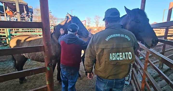 Caballos robados en Parral fueron encontrados en feria de Bulnes: hay un detenido