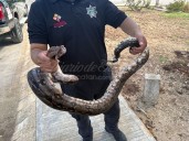 Nueva aparición de boa en Tizimín: vecinos reportan segundo reptil en dos días