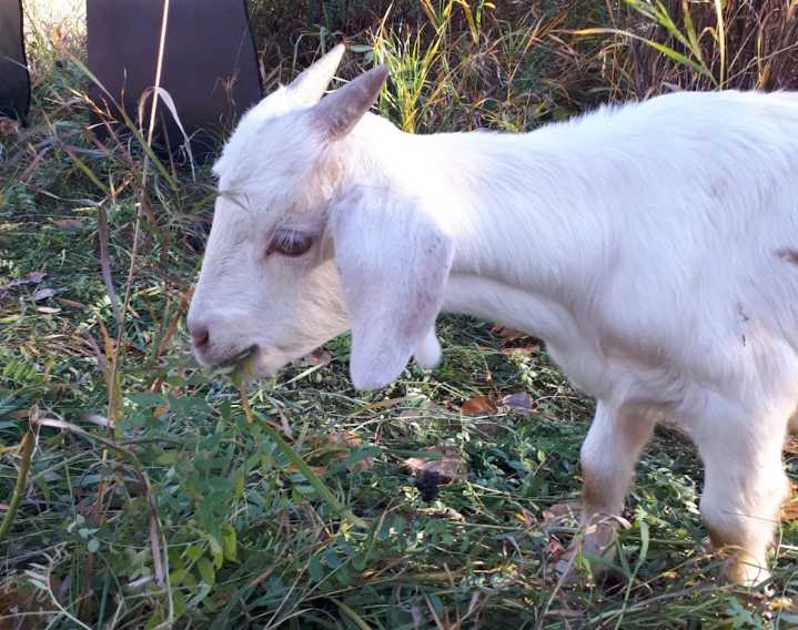 Ellis Nature Centre hosts final farewell for the goats