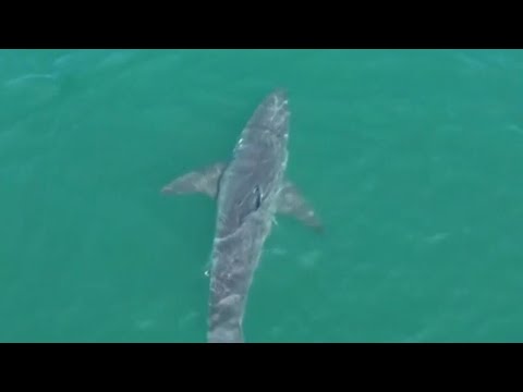 Large great white shark spotted near Maine beaches