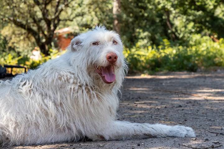 'Fantasma', el perro que estuvo a punto de ser sacrificado cuatro veces: "Tenía una malformación. Su dueño no lo quería y lo tiró a un chalé"