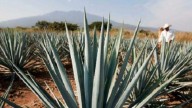 Productores de destilado de agave se reúnen para mejorar proceso de certificación