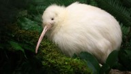 Rare White Kiwi Seen Scampering Back To Its Burrow In Broad Daylight In New Zealand