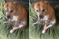 Dog Jumps to Action to Save Kids in Pool