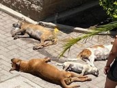 Perros y un gato mueren envenenados en Yucatán; vecinos exigen justicia