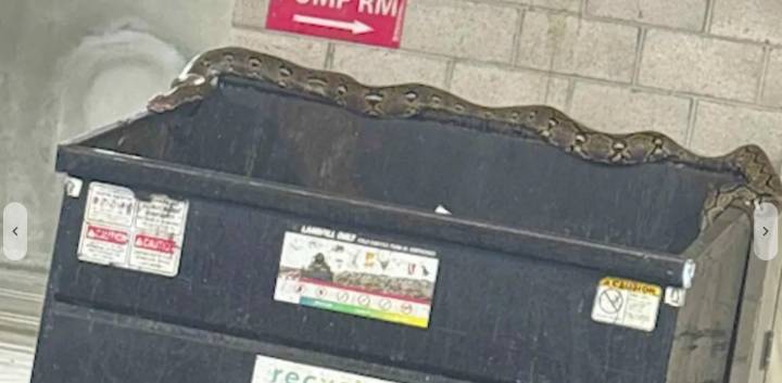 20-foot python found atop downtown LA dumpster