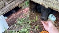 Arkansas Rescuers Tried To Save Dog Living In Deserted House Only To Realize She Was Guarding Something