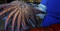 Scientists figure out what killed over 5 billion starfish