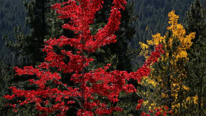 USA TODAY names Lake Tahoe among nominees for best fall colors
