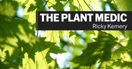 The Plant Medic: Remove nightshade from garden with careful application of weed killer, digging